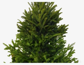 Fir-tree Png Transparent Images