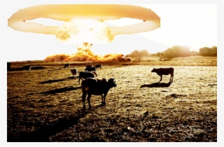 Nuke The Cows