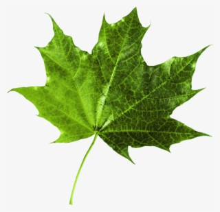 Maple Leaf