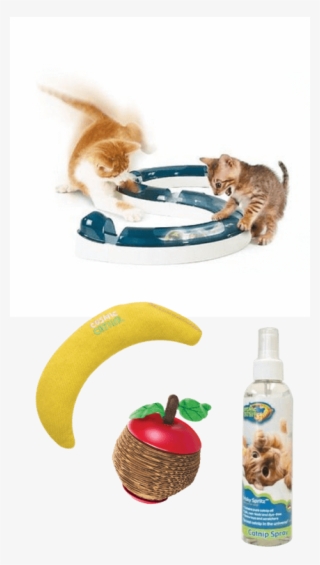 If Your Kitten Is Nervous Or Anxious, A Pheromone Spray