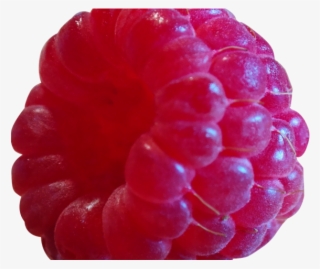 Blackberry Fruit Png Transparent Images