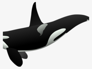 Killer Whale Png Transparent Images