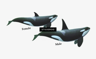 Killer Whale Hd