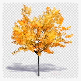 Tree Autumn Png Clipart Twig Autumn Tree