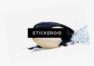 Killer Whale