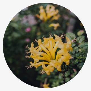 Rosebud Png