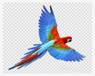 Parrot Png Clipart Budgerigar Bird Cockatiel