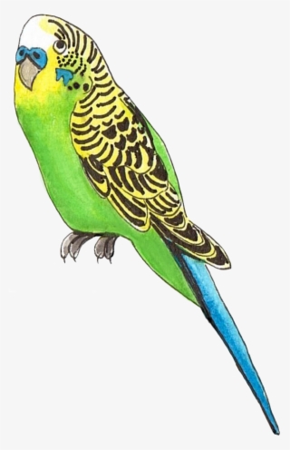 Budgie Png