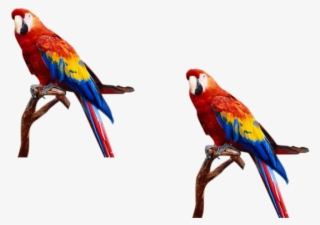Do Professional Photoshop Editing Fast In 4 Hours