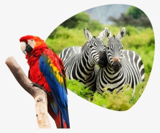 Demonstrations With Animals