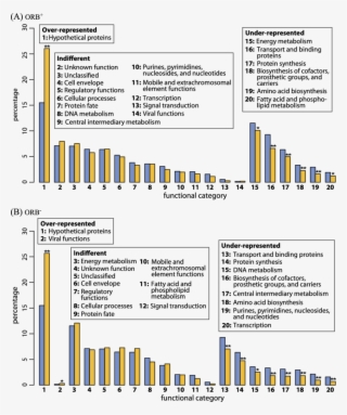 -representation Of Functional Categories Assigned To