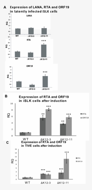Expression Of Lana And Lytic Genes In Cells Infected