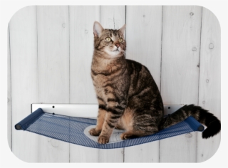 High Plate & Hammock
