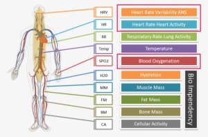 In Particular, Our Cardiovascular System Is Regulated - Circulatory System Shower Curtain