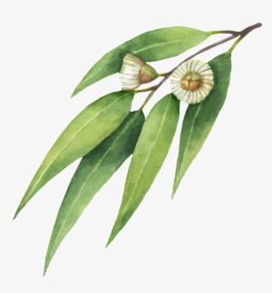 This Graphics Is Daisy Willow Leaf Transparent About - Obraz Enjoy Every Moment 44 X 44 Cm