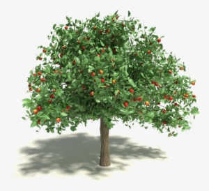 Apple Tree
