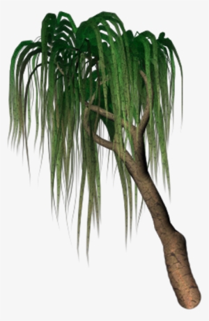 A Weeping Willow Tree With Hanging Green Laeves - Pond Pine