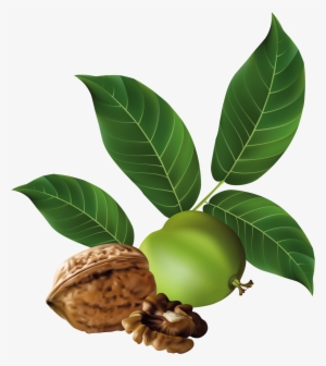 Walnut Png Clip Art - Lá Cây Óc Chó
