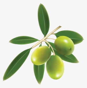 Fruits - Free Vector Olive