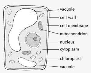 Natural Sciences Grade - Robert Brown Contribution To Cell Theory