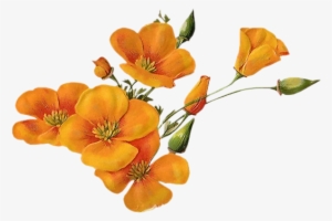 Orange-wildflowers - Orange Wildflowers Png