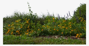 Landscape Flowers Png - Flower With Grass Png