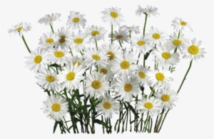 White Camomile Flower Fifteen - Camomile Png Flower
