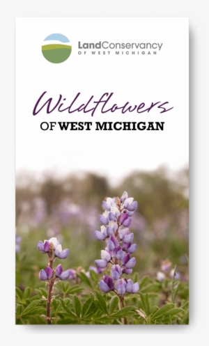 Wildflowers Of West Michigan - English Lavender
