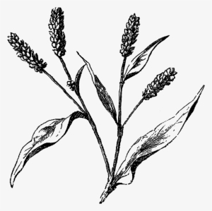 Australian Drawing Wild Flower Graphic Royalty Free - Old Flower Line Art