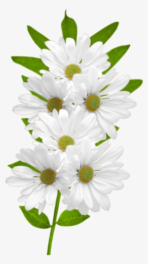 Clipart Wild Flower For Free Download - Desenli Keçeler Beyaz Papatya Demeti Desenli Keçe Aplike