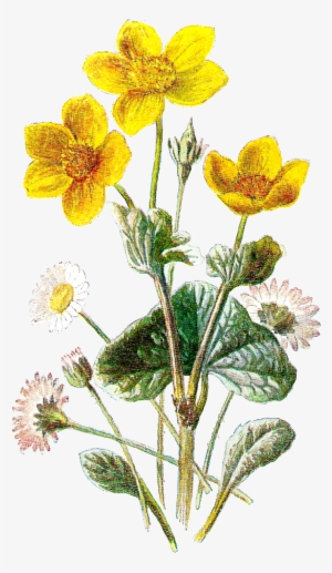 Wild Flowers Png - Wild Flower Botanical Art