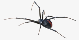 Black Widow Spider Transparent Background - Redback Spider