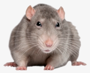 Pestwiki Website Aims To Provide You With Comprehensive - Rata Png