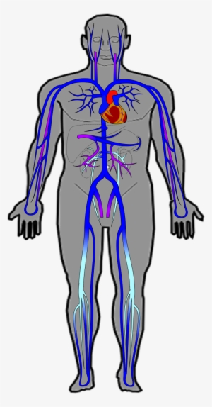 Ch20 Veins - Portable Network Graphics