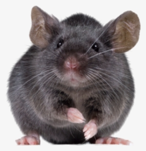 Mouse Transparent Black - Transparent Background Rat Png