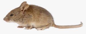 647 496 - Mice Png