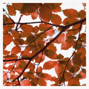 Red Leaves Element, Tree, Nature, Vector Png And Vector - Leaf