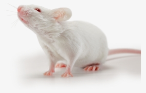 Mouse Animal Png