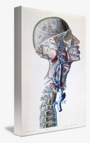 Png Download Veins And Arteries In - Veins And Arteries Art