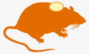 Syngeneic Models - Rat Silhouette
