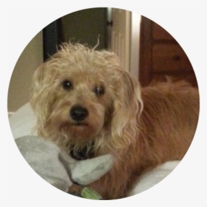 Laney - Labradoodle