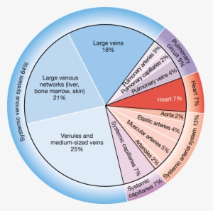 Arteries Which Are Elastic Or Muscular And Veins Which - Capillary