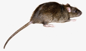 Norway Rat - Roof Rat Vs Norway Rat