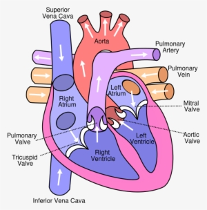 Https - //en - Wikipedia - Org/wiki/template - Heart