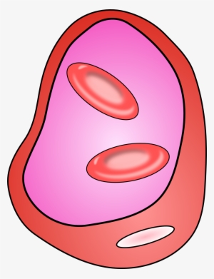 Veins Blood - Cell Clipart