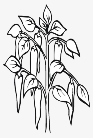 Drawing At Getdrawings Com Free For Personal - Chilli Plant Black And White