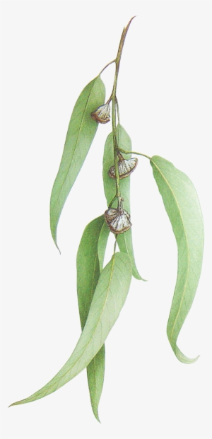 Eucalyptus Globulus - Gum Trees