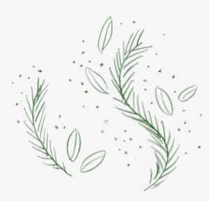 Rosemary 1-v2 - Scoop