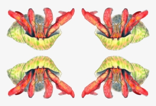 Hermit Crab Illustration Transparent Background Fabric