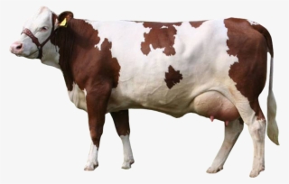 Simmental Cow